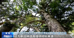 多点发力加强古树名木认知和 让“绿色瑰宝”枝